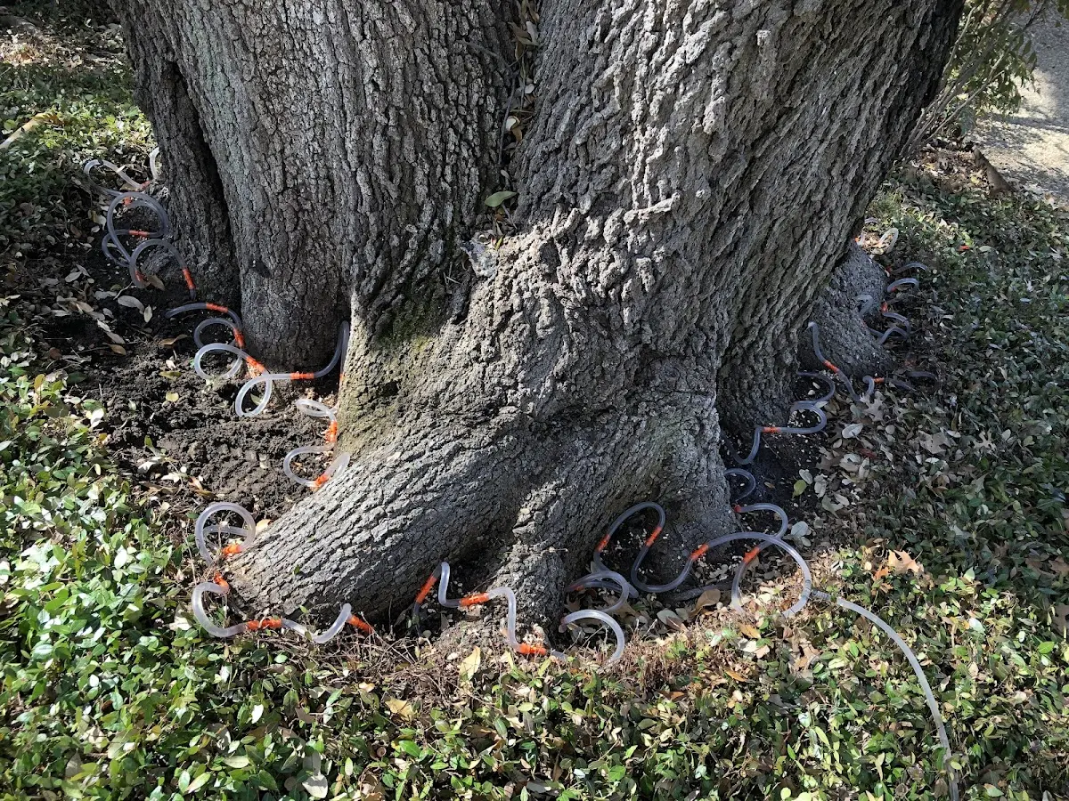 Detailed Tree Cabling and Bracing job site in Saint Xavier